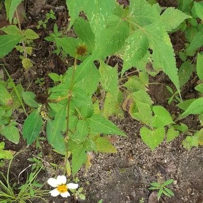 Helianthus divaricatus — flower