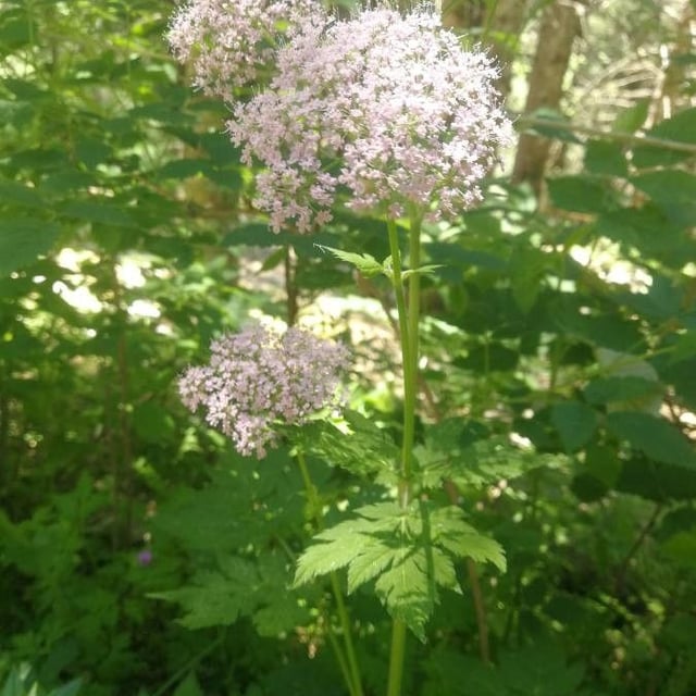 Chaerophyllum hirsutum — flower