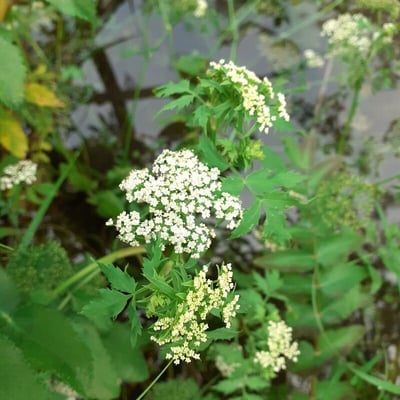 Berula erecta — flower