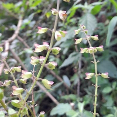 Ocimum carnosum — flower