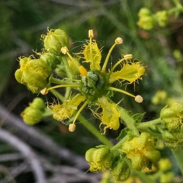 Ruta angustifolia — flower