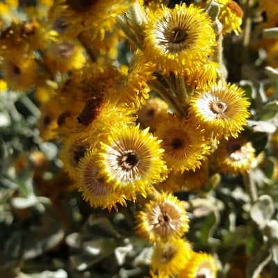 Chrysocephalum apiculatum — flower