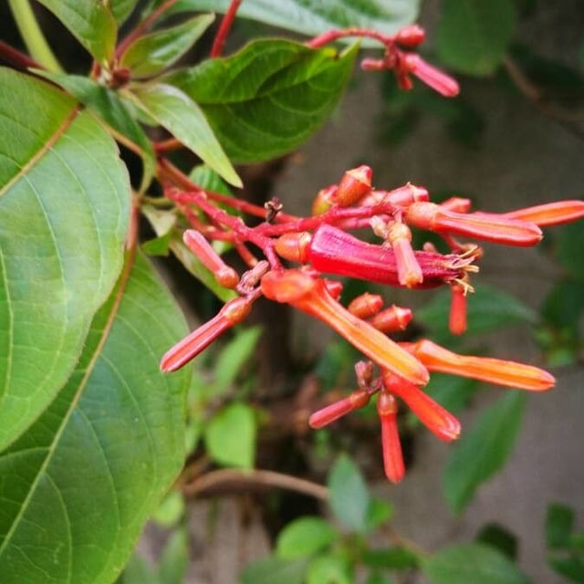 Hamelia patens — flower