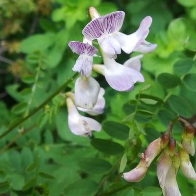 Vicia sylvatica — flower