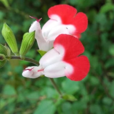 Salvia microphylla — flower