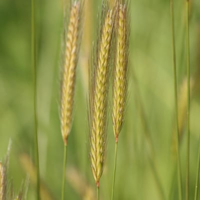 Hordeum bulbosum — flower