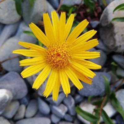 Buphthalmum salicifolium — flower