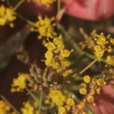 Bupleurum fruticescens — flower