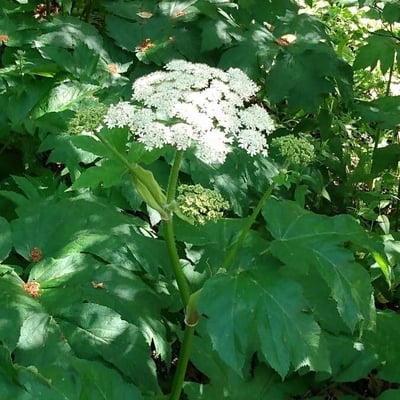 Heracleum maximum — flower