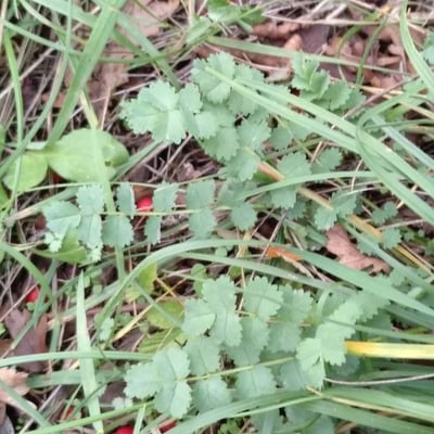 Sanguisorba minor — flower