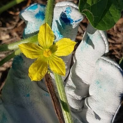 Citrullus colocynthis — flower