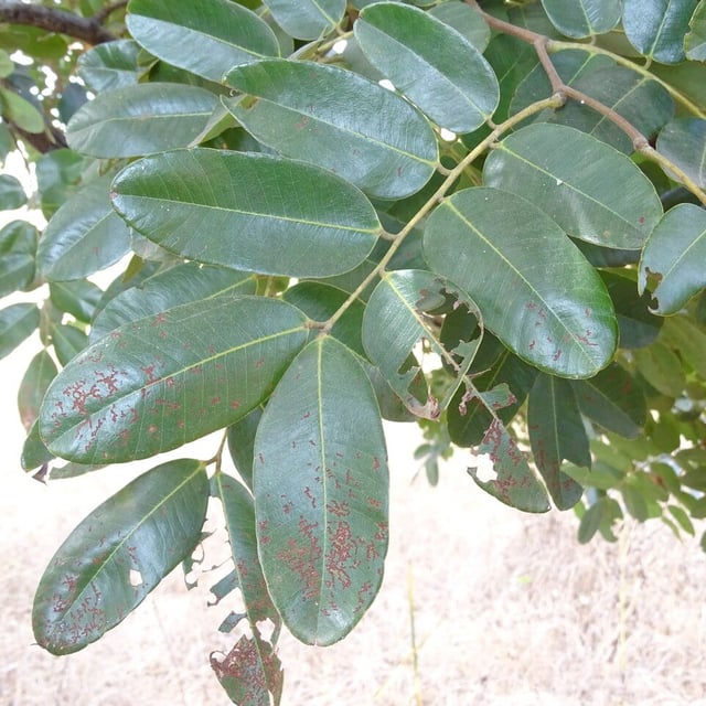 Detarium microcarpum — leaf