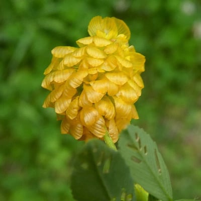 Trifolium aureum — flower