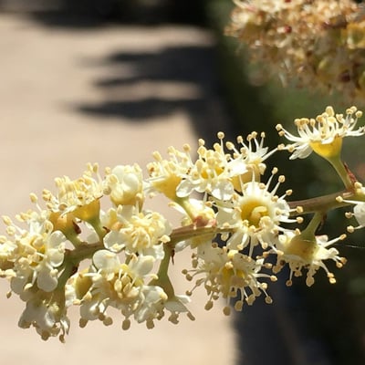 Prunus ilicifolia — flower