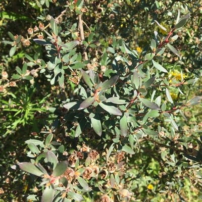 Leptospermum lanigerum — leaf