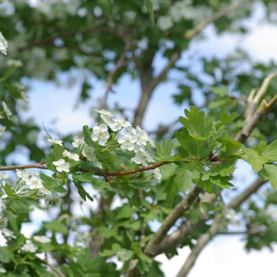 Crataegus rhipidophylla — flower