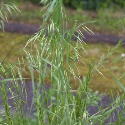 Bromus japonicus — fruit