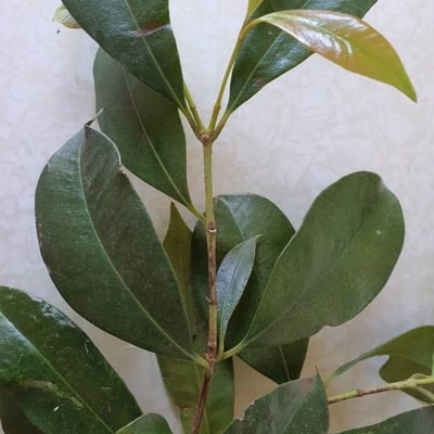 Syzygium smithii — leaf