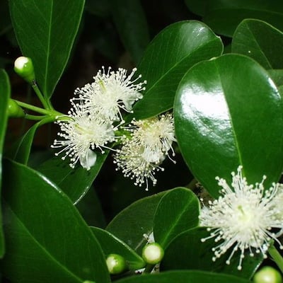 Psidium cattleianum — flower