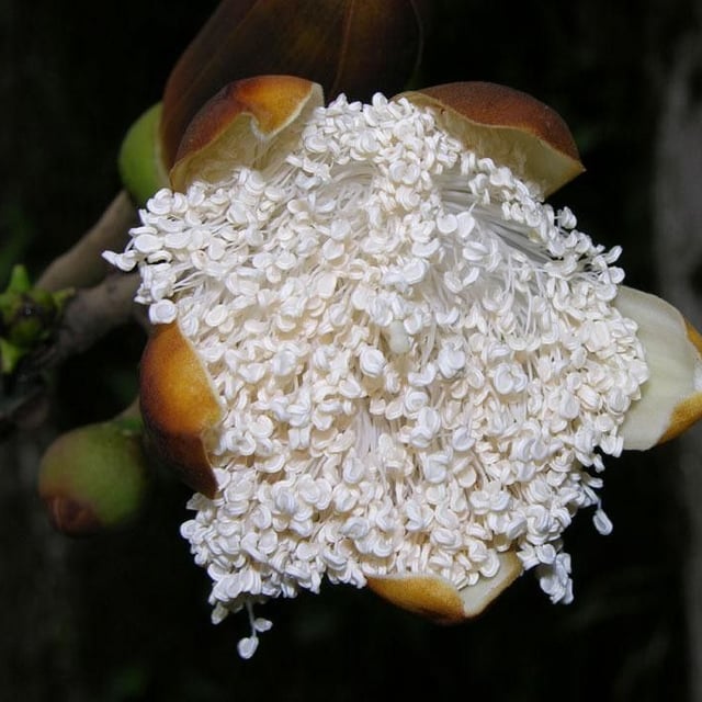 Pseudobombax septenatum — flower