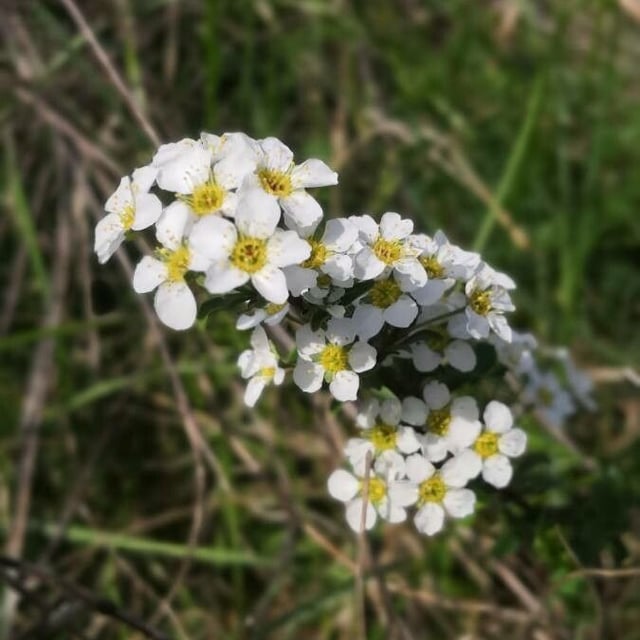 Spiraea hypericifolia — flower