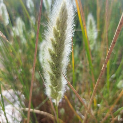 Polypogon maritimus — flower