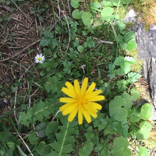 Aposeris foetida — flower