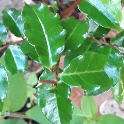 Zanthoxylum caribaeum — leaf