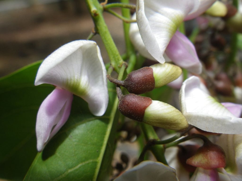 Indian beech