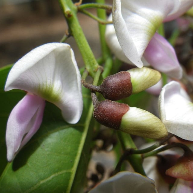 Pongamia pinnata — flower