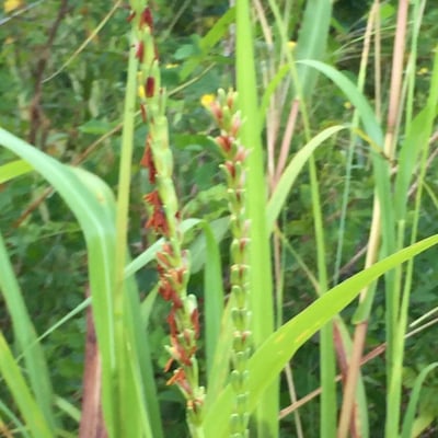 Tripsacum dactyloides — flower