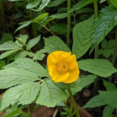 Hylomecon japonica — flower