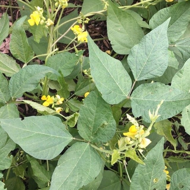 Vigna radiata — flower