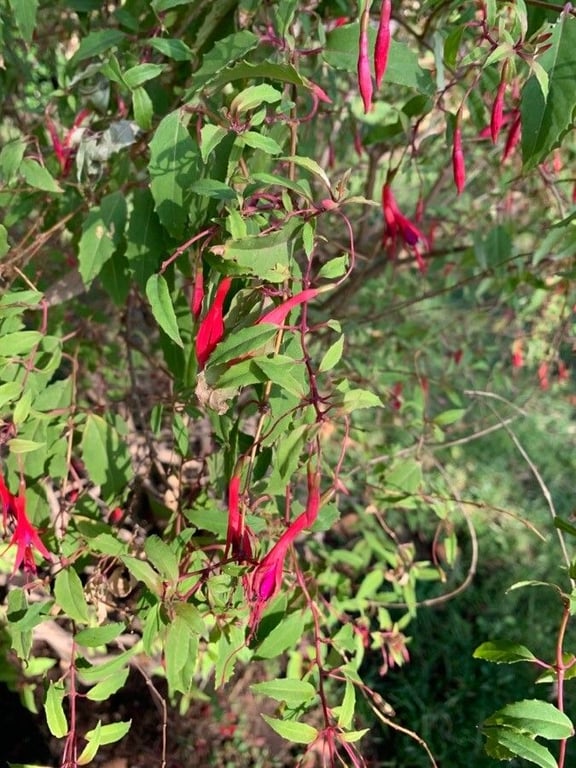 Baccharis latifolia