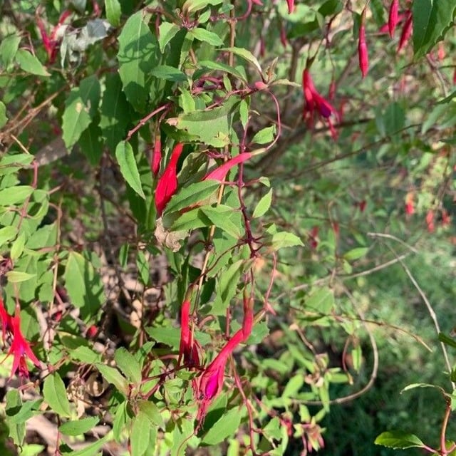 Baccharis latifolia