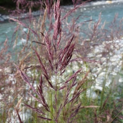 Calamagrostis pseudophragmites — flower