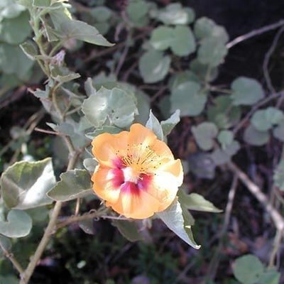 Abutilon hirtum — flower