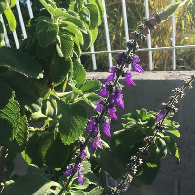 Coleus barbatus — flower