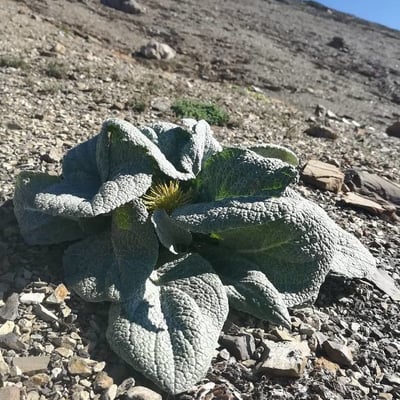 Berardia lanuginosa — flower
