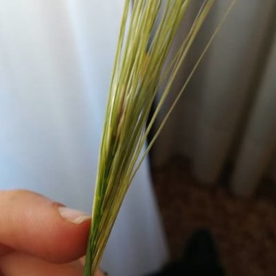 Stipa capensis — flower