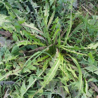 Taraxacum croceiflorum — leaf