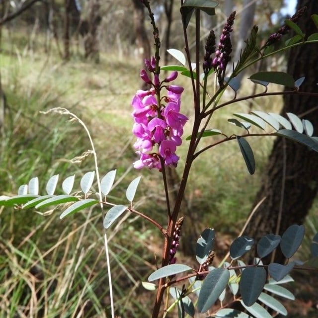 Indigofera australis — flower