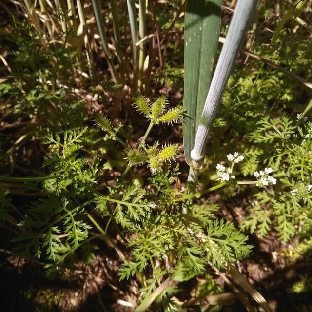Caucalis platycarpos — flower