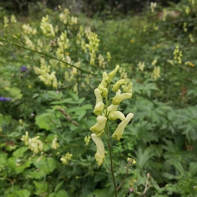 Aconitum lycoctonum — flower