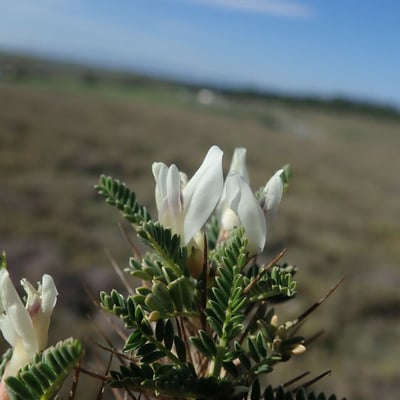 Astragalus tragacantha — flower