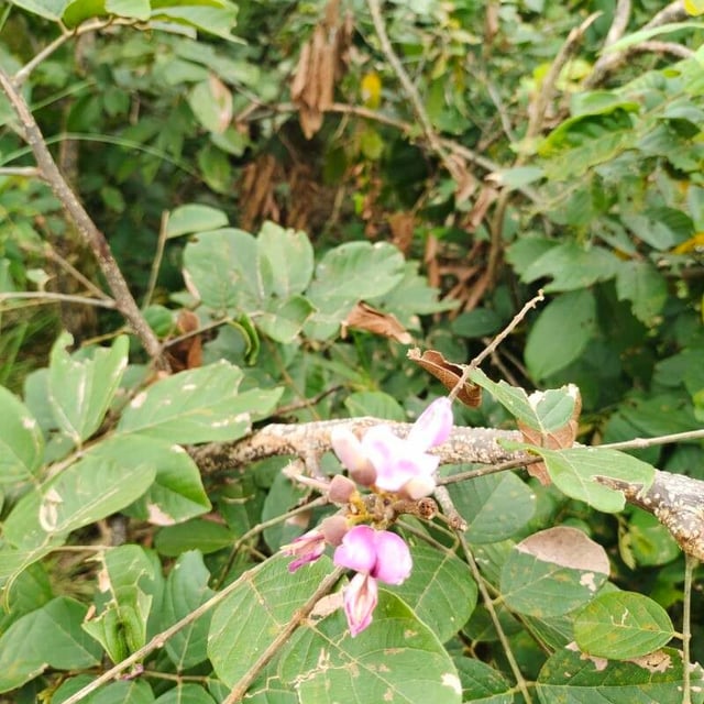 Lonchocarpus sericeus — flower