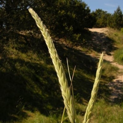 Leymus arenarius — flower