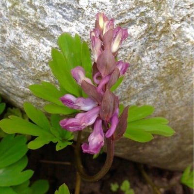 Corydalis cava — flower