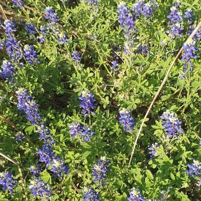 Lupinus texensis — flower