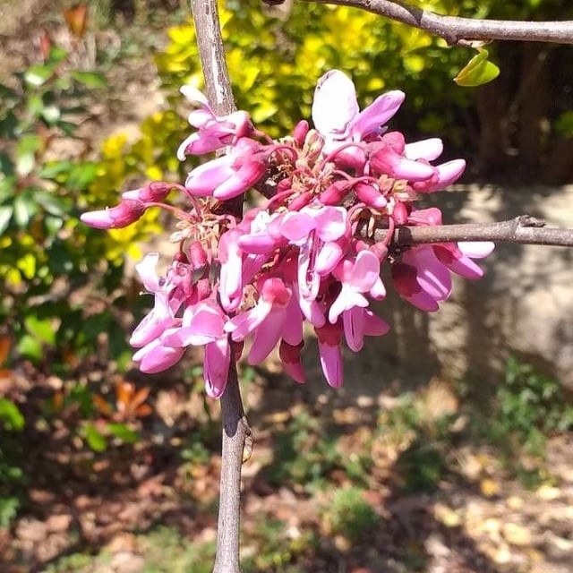Cercis siliquastrum — flower